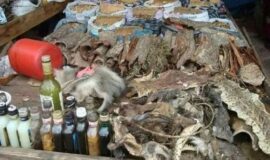 A Certified Traditional Healer ((+27735222291)) -Sangoma-In- Port Elizabeth, East London , East Rand , Elliot , Engcobo , Fort beaufort , Fourways , Idutywa , Kathu , Kuruman , Lady frère , Lichtenburg , Mount Fletcher , Nelspruit , Paarl, Postmasburg , Qumbu , Randfontein , Siyabuswa , Somerset East , Verulam , Vryeheid , Worcester , Zeerust , cosmo city, randburg, Sasolburg, vanderbiljpark, Botswana, Gaborone,
